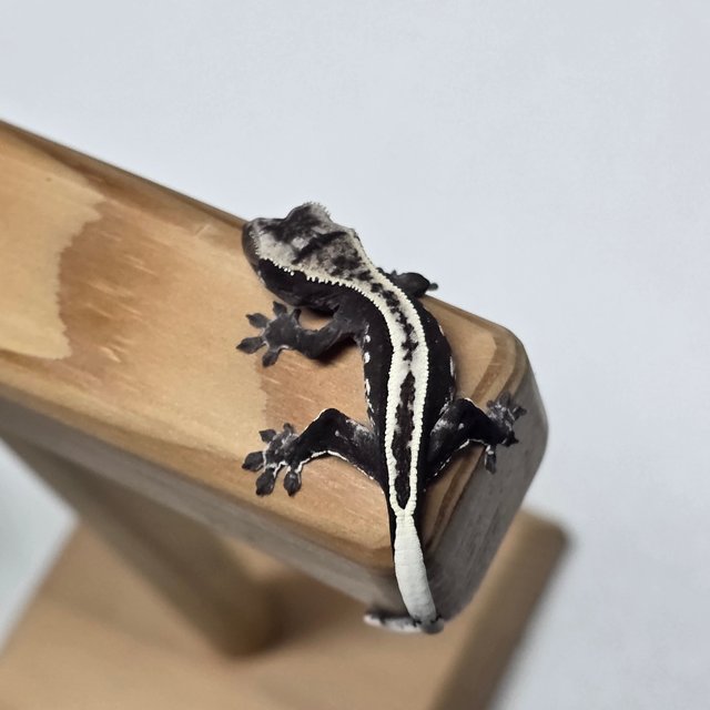 아잔틱 풀핀 핀스트라이프 화이트스팟 화이트포트홀