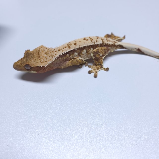 트라이 화이트스팟 드리피