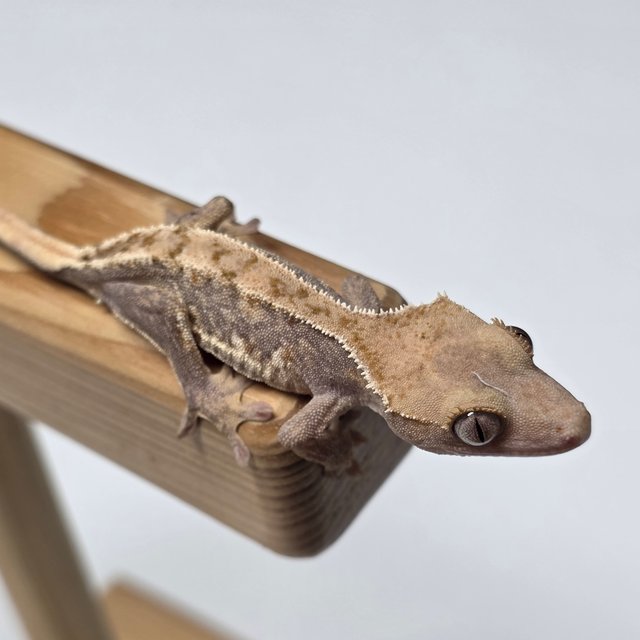 릴리화이트 하이포