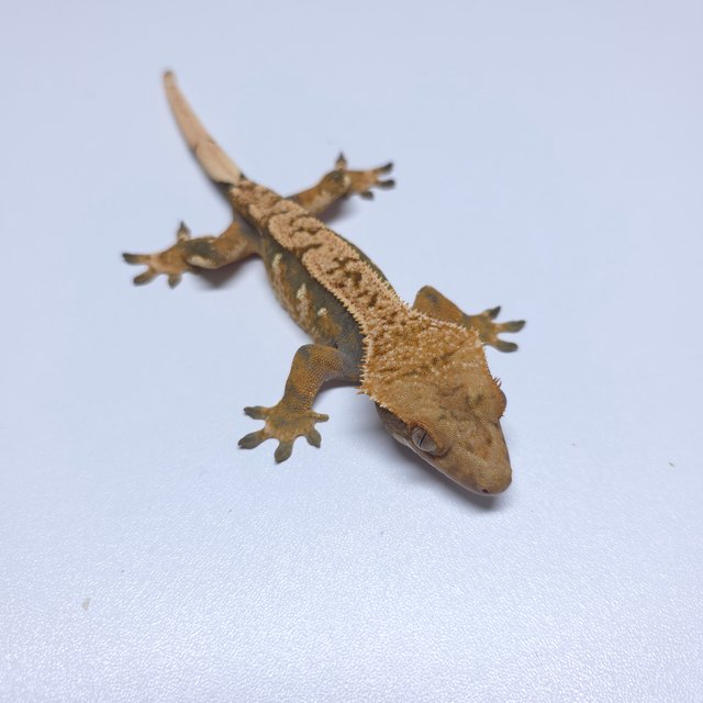 익스트림할리퀸 트라이