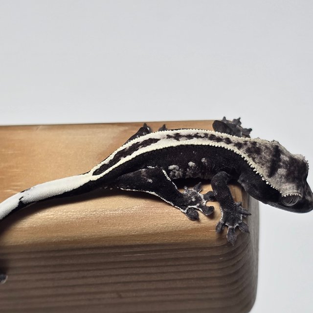 아잔틱 풀핀 핀스트라이프 화이트스팟 화이트포트홀