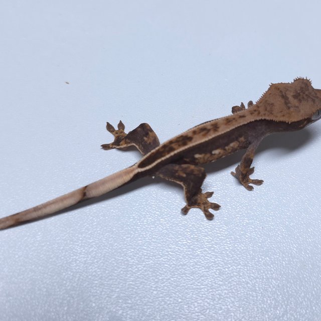 100%헷아잔틱 엠티백