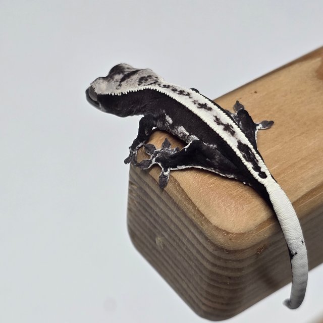 아잔틱 풀핀 핀스트라이프 화이트스팟 화이트포트홀