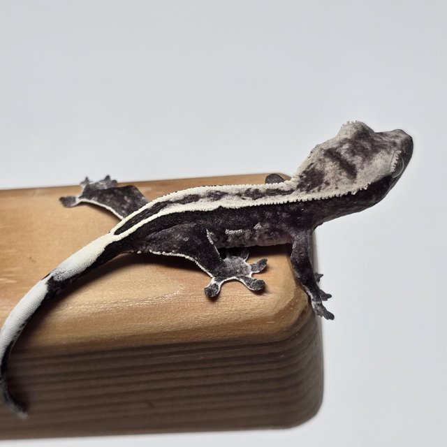 아잔틱 풀핀 화이트스팟 화이트크라운 화이트포트홀 화이트핀