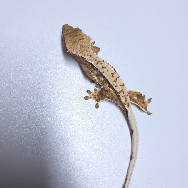 트라이 화이트스팟 드리피