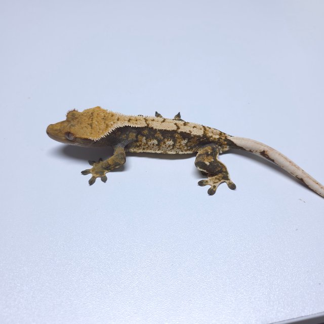 트라이 화이트스팟 드리피