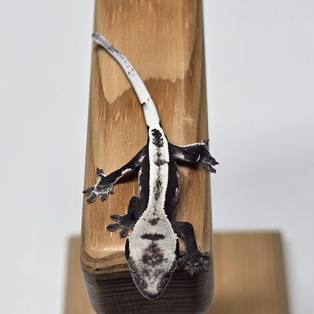 아잔틱 화이트스팟 화이트핀