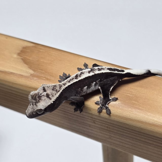 아잔틱 화이트스팟 화이트핀