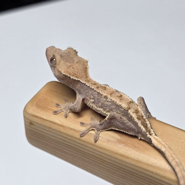 릴리화이트 하이포