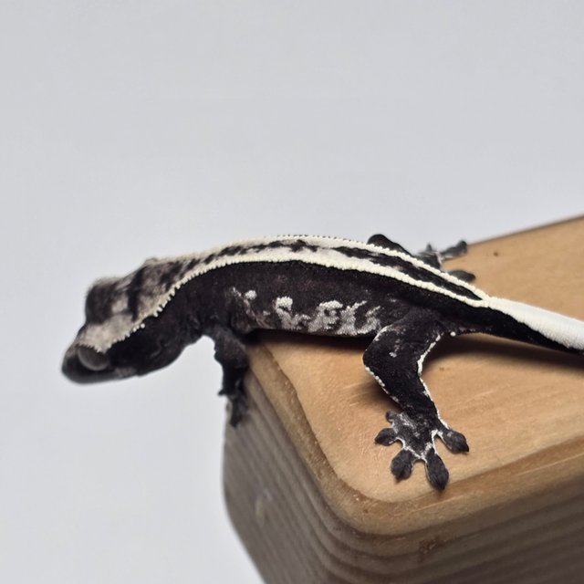 아잔틱 풀핀 핀스트라이프 화이트스팟