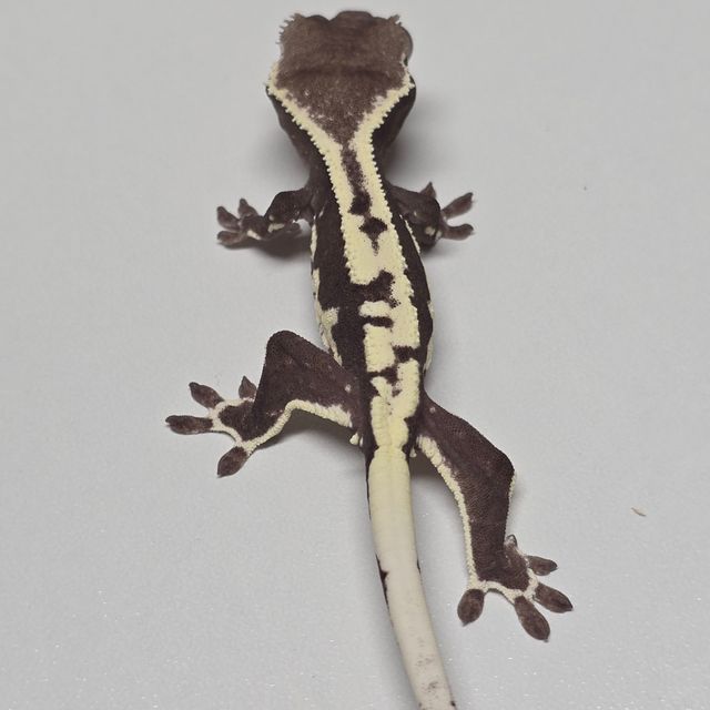 릴리 세이블 아잔틱