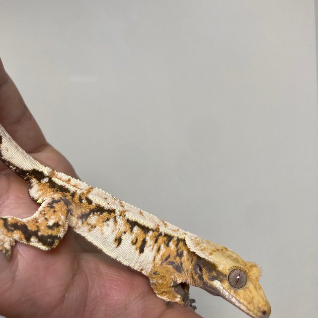 노멀 트라이 텐저린