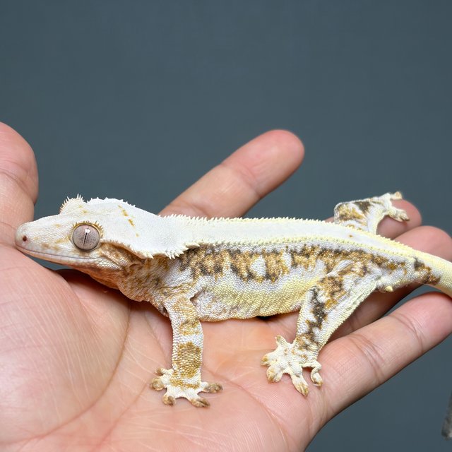 릴리화이트 트라이