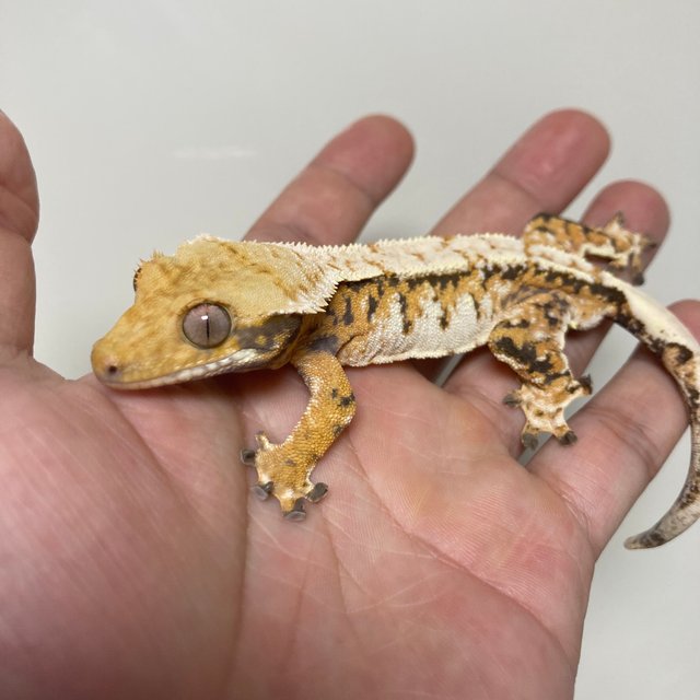 노멀 트라이 텐저린