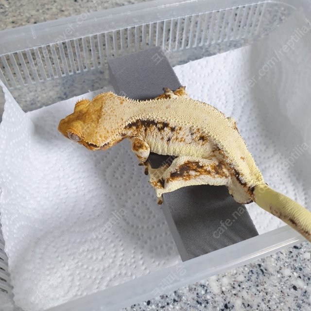 릴리화이트 트라이