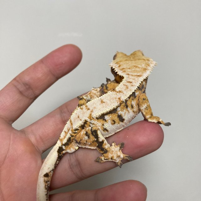 노멀 트라이 텐저린