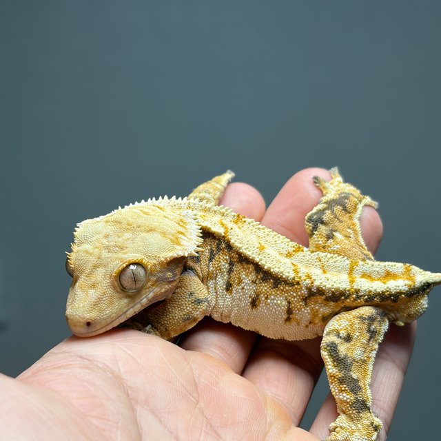 노멀 화이트스팟 화이트크라운 화이트핀 트라이