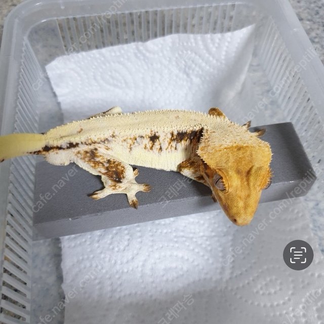 릴리화이트 트라이