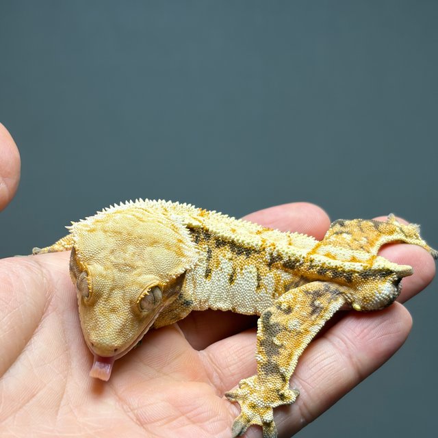 노멀 화이트스팟 화이트크라운 화이트핀 트라이