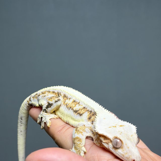 릴리화이트 트라이