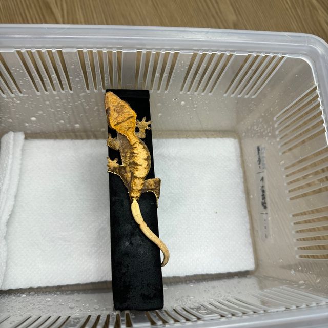 노멀 익스트림할리퀸
