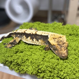 100%헷아잔틱 노멀 할리퀸 트라이
