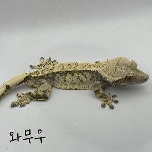 와무우