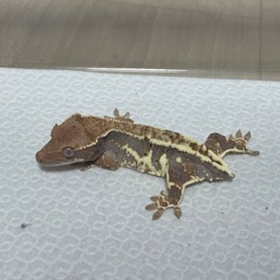 프라푸치노 100%헷아잔틱