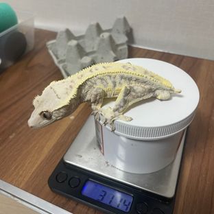 트라이 릴리화이트