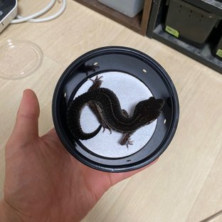 반려동물 이미지
