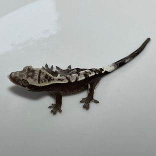 아잔틱