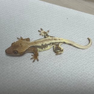 릴리100%헷아잔틱