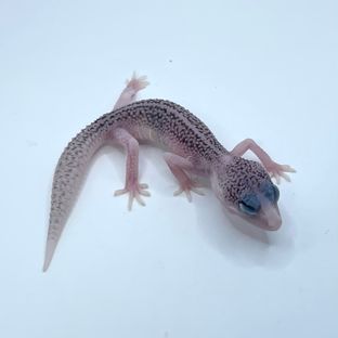 갤럭시