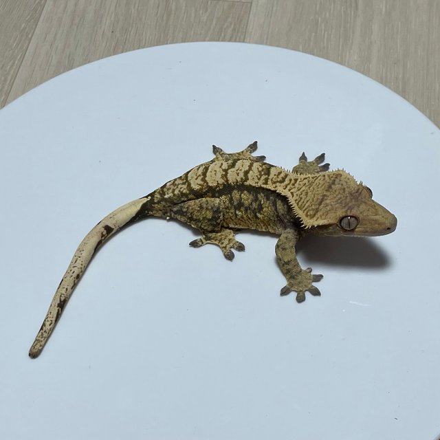 트라이 익스트림할리퀸