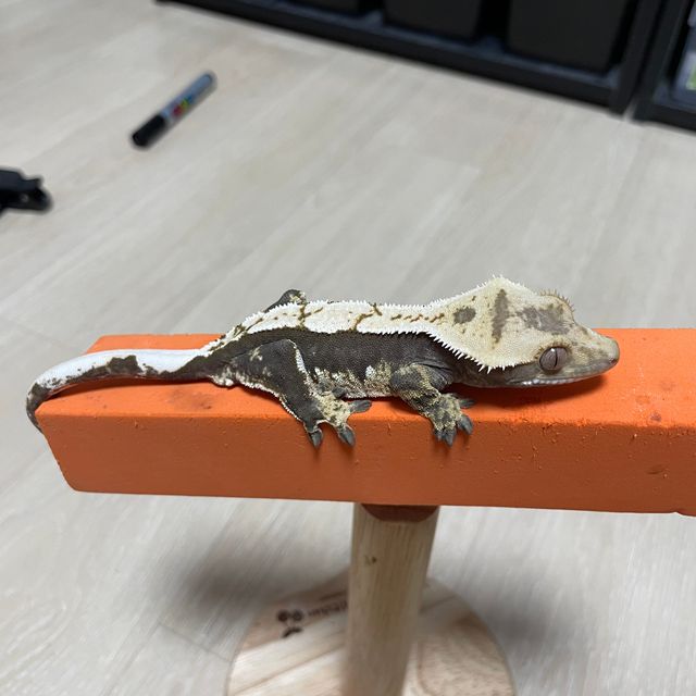 100%헷아잔틱