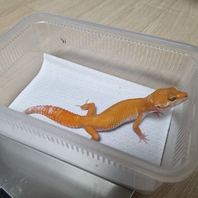 텐저린 알비노