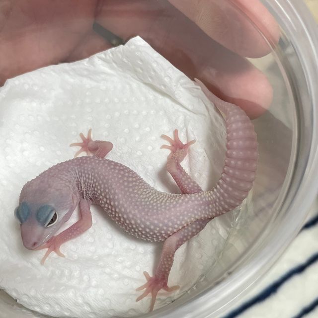 스노우 블레이징블리자드