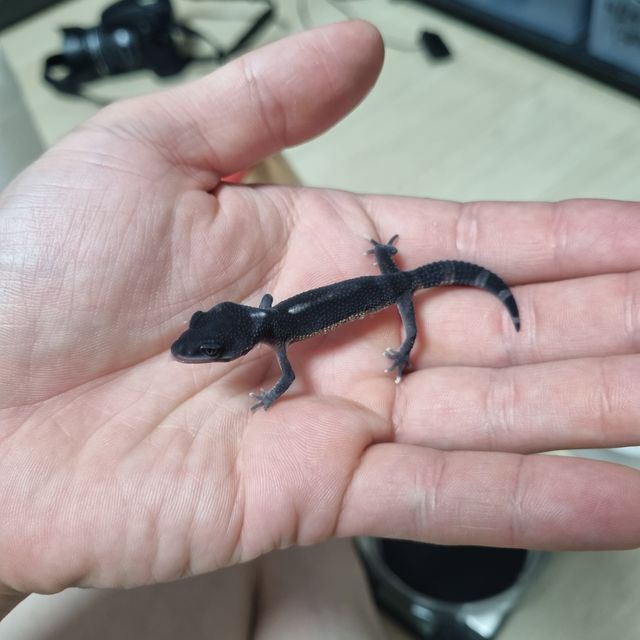 블랙나이트