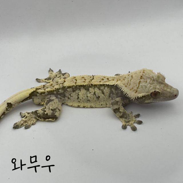 노멀 트라이 익스트림할리퀸
