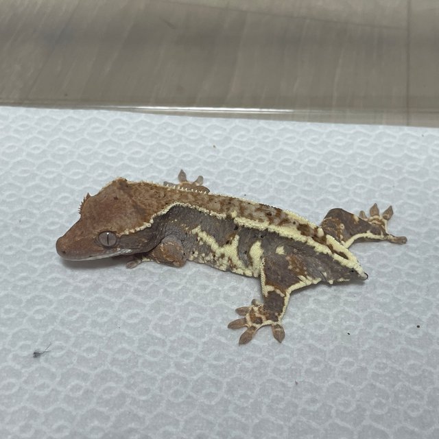 프라푸치노 100%헷아잔틱