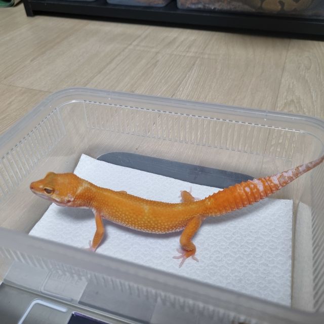 텐저린 알비노