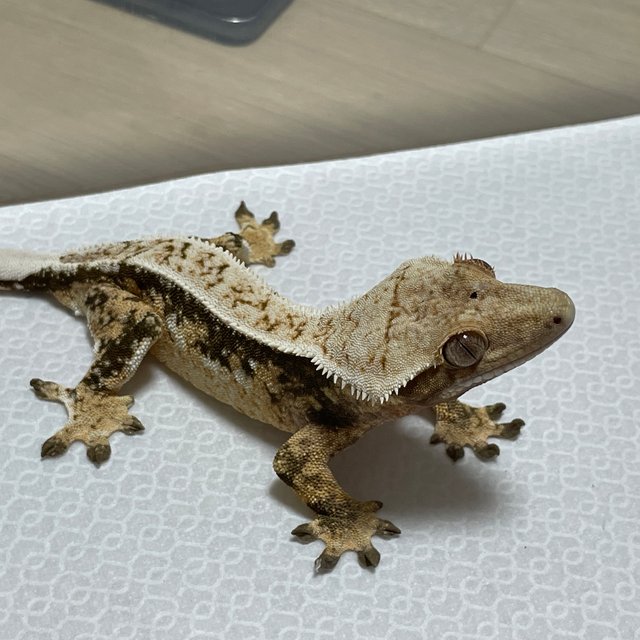 트라이 익스트림할리퀸