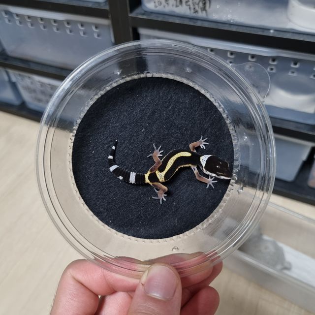 블랙나이트