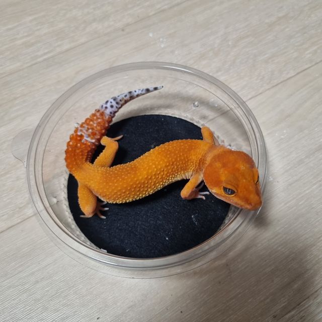 블러드 만다린