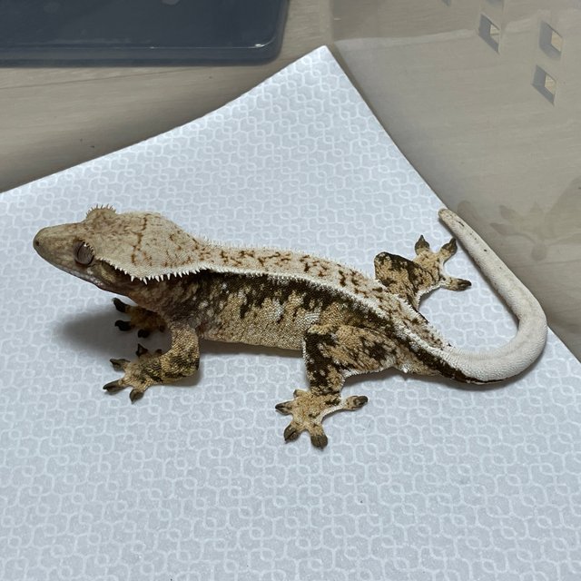 트라이 익스트림할리퀸