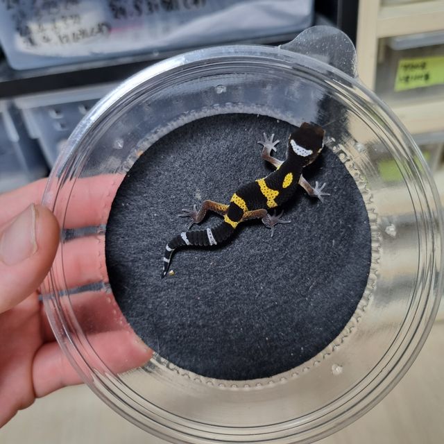 블랙나이트