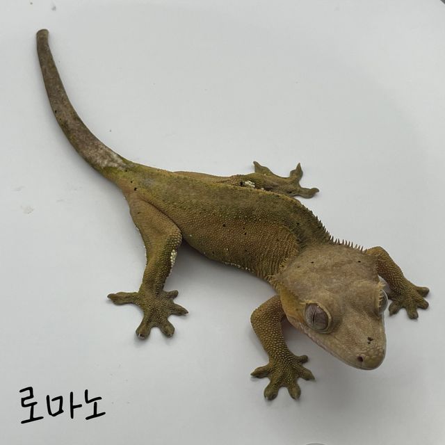 텐저린 팬텀 카푸치노