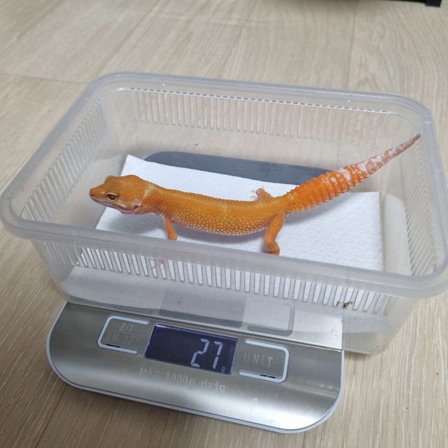 텐저린 알비노