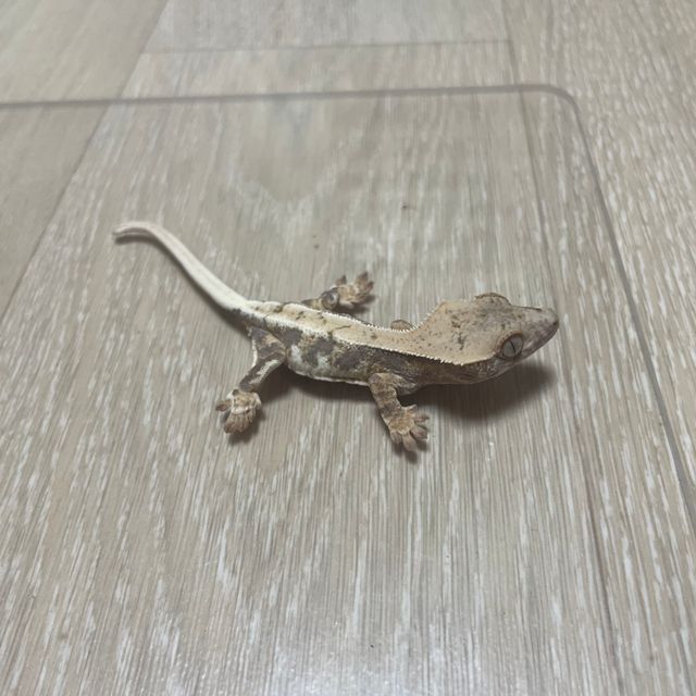 릴리 세이블