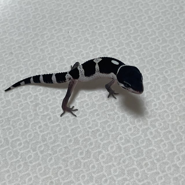 스노우 블랙나이트